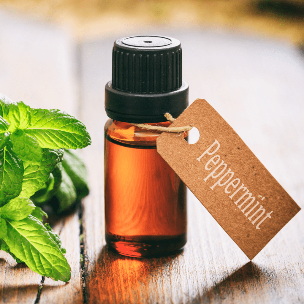 peppermint oil stimulates saliva production