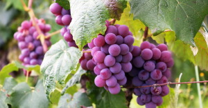 grapes make mouth dry
