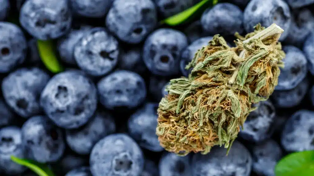 Cannabis and Food Pairing Blueberries