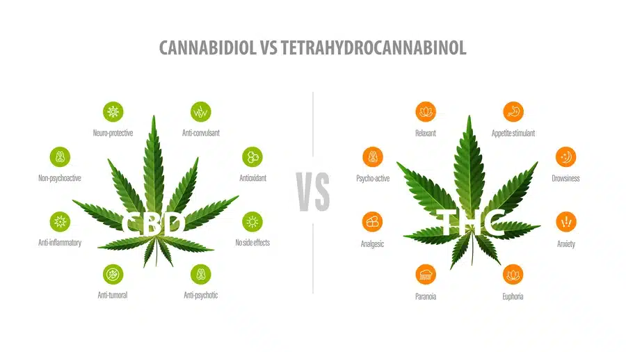 Mastering Cannabis Terms CBD THC infographic