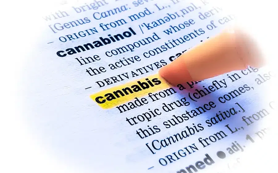 Mastering Cannabis Terms Cannabis word