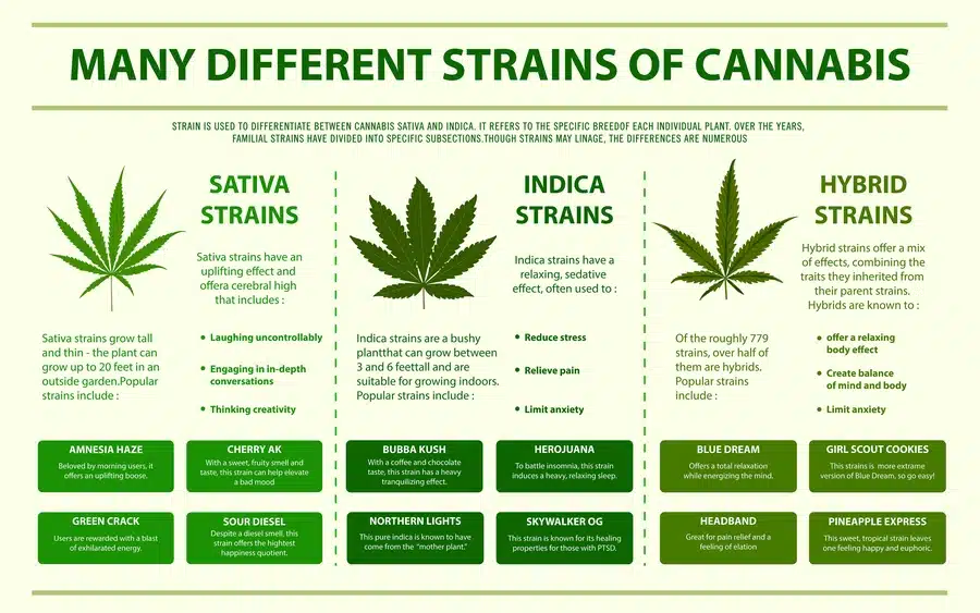 Mastering Cannabis Terms Strains infographic