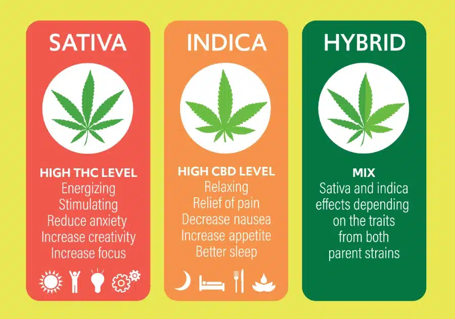 A graphic showing the differences between Sativa, Indica, and Hybrid as all contribute to cotton mouth from edibles