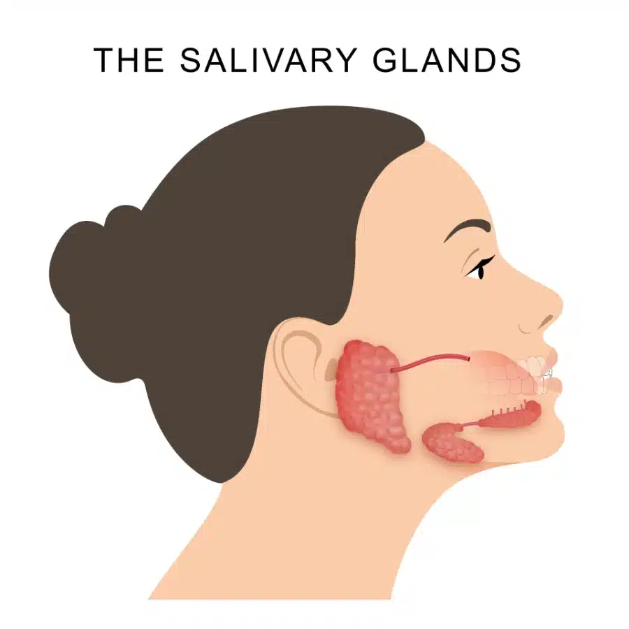 A graphic showing the salivary glands as they are impacted by cotton mouth from edibles