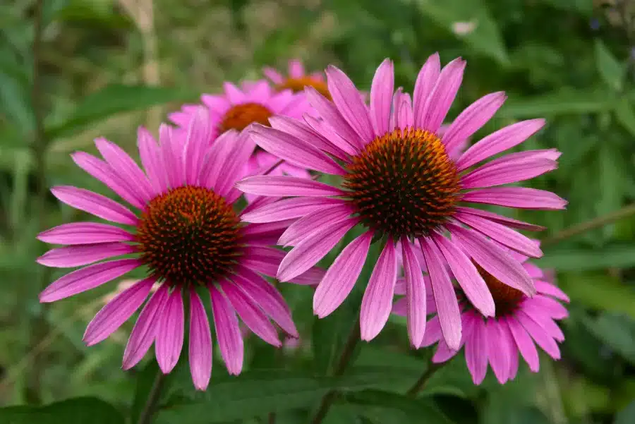 Echinacea flowers traditionally used as herbal supplements for saliva production