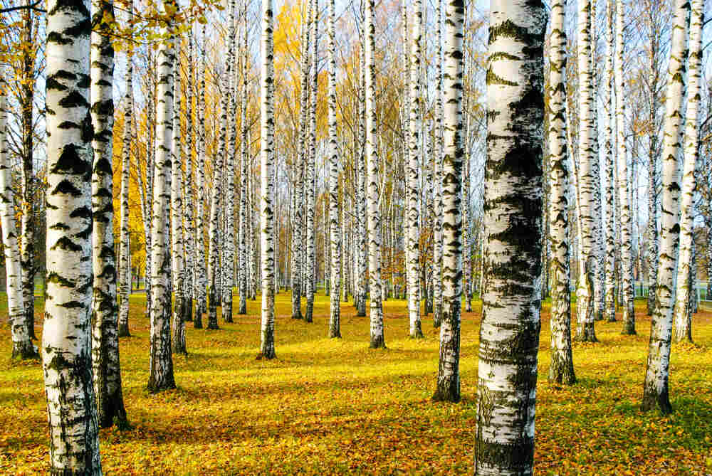 A picture of birch trees, from which xylitol is made, in a forest.
