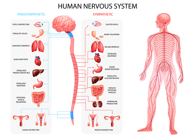 A diagram of the parasympathetic and sympathetic nervous systems serving to outline how stress and dry mouth are related to nervous system responses.
