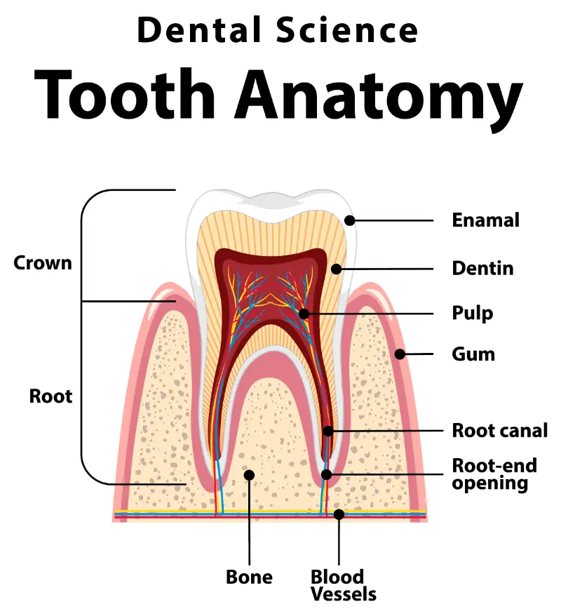 | Lubricity Dry Mouth Spray A dental science chart showing the anatomy of a tooth to lay the foundation for understanding how Periodontal Disease affects tooth stability and structure.